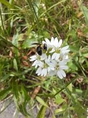 Andrena