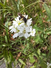 Andrena