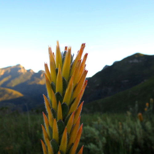 Image of Mimetes pauciflorus by no rights reserved