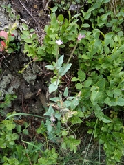 Epilobium collinum