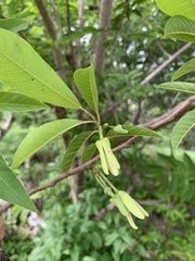 Annona reticulata