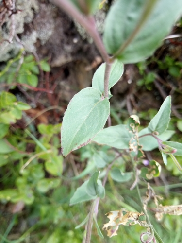 Image of Epilobium collinum by (c) Vladimír Fuka, some rights reserved (CC BY)