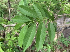 Annona reticulata