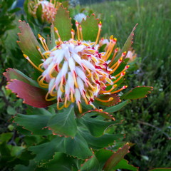 Leucospermum glabrum