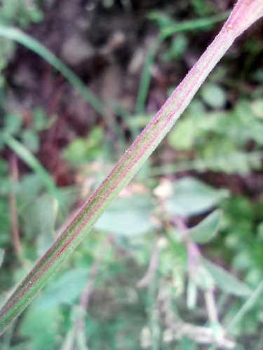 Image of Epilobium collinum by (c) Vladimír Fuka, some rights reserved (CC BY)
