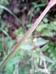Epilobium collinum
