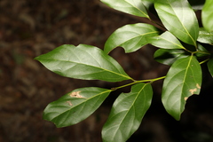 Endiandra muelleri muelleri