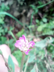 Epilobium collinum