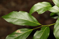 Endiandra muelleri muelleri