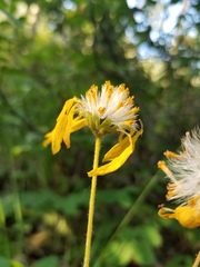 Arnica sororia