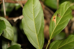 Endiandra muelleri muelleri