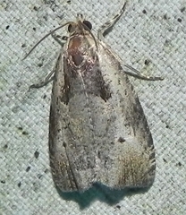 Olethreutes punctanum