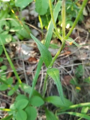 Arnica sororia