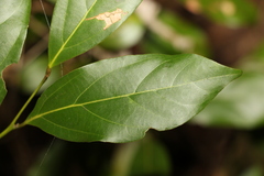 Endiandra muelleri muelleri