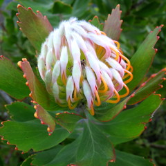 Leucospermum glabrum