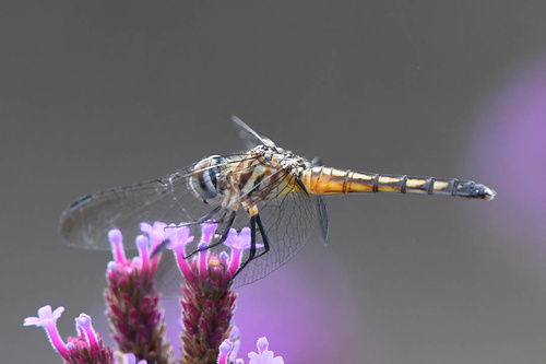 iNaturalist observation photo of Blue Dasher