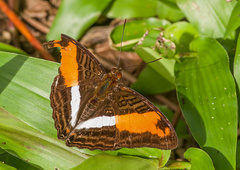 Adelpha cocala