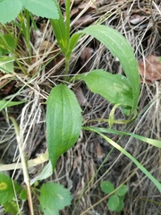 Arnica sororia