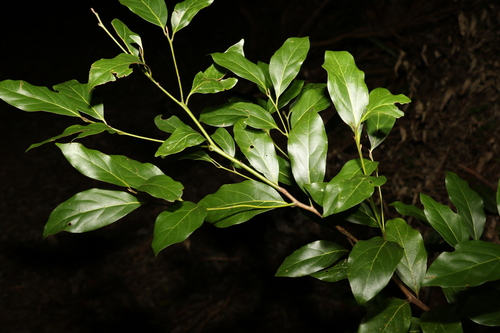 Image of Endiandra mulleri by (c) Greg Tasney, some rights reserved (CC BY-SA)