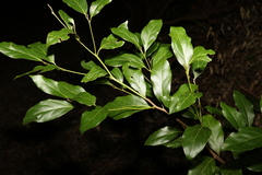 Endiandra muelleri muelleri