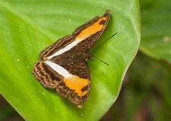 Adelpha cocala