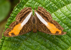 Adelpha cocala