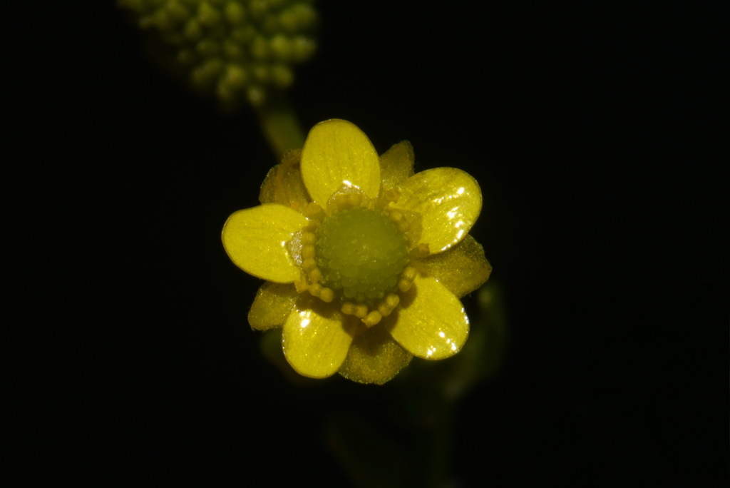 Celery-leaved buttercup