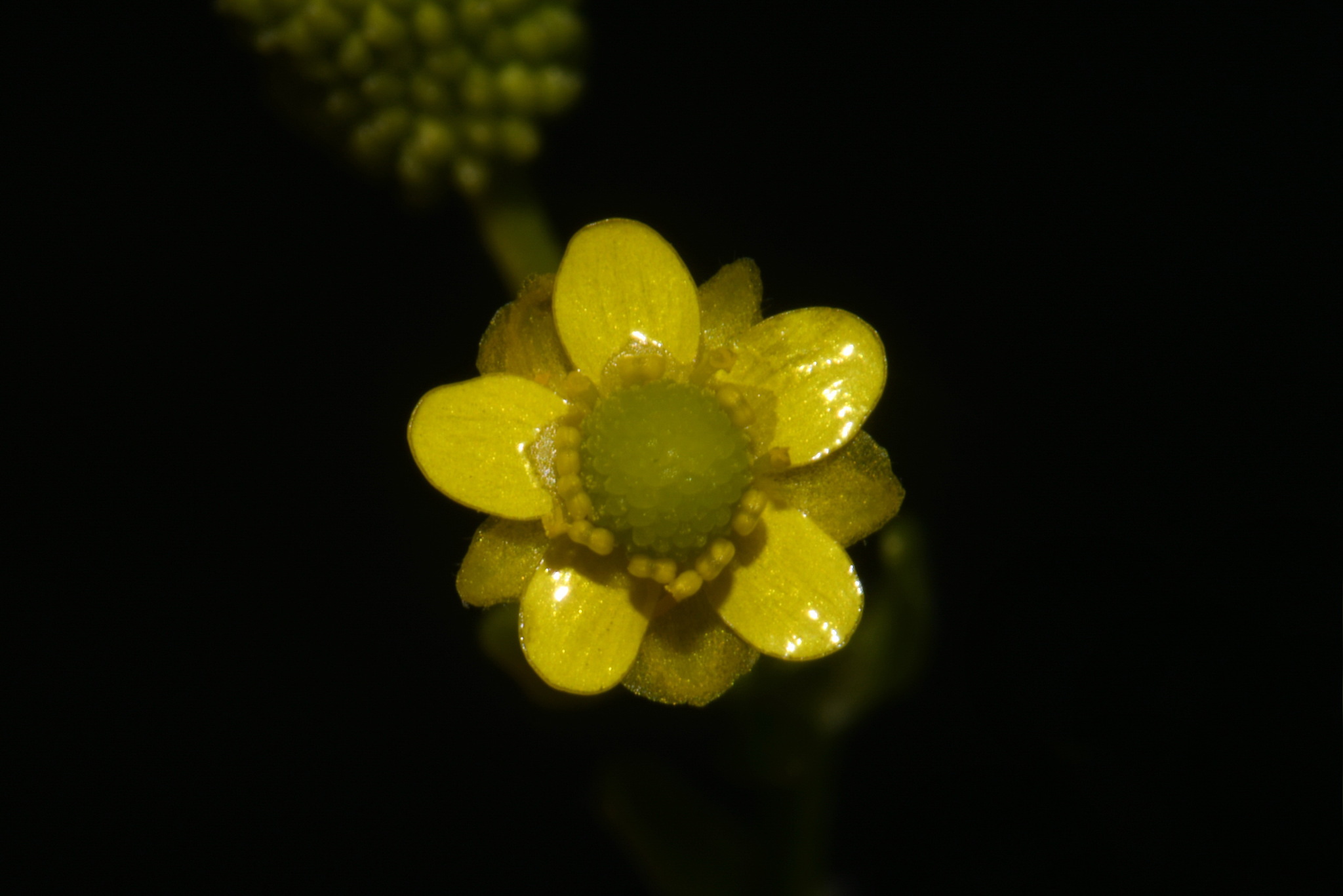 Ranunculus sceleratus