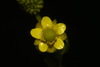 Cursed Crowfoot - Photo (c) Brian Finzel, some rights reserved (CC BY-SA), uploaded by Brian Finzel