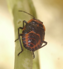 Eurydema eckerleini