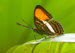 Adelpha cytherea cytherea