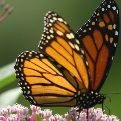Danaus plexippus