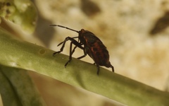 Eurydema eckerleini