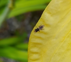 Diptera