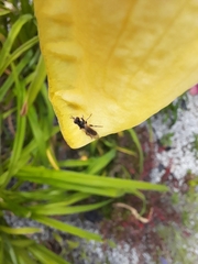 Diptera