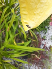 Diptera