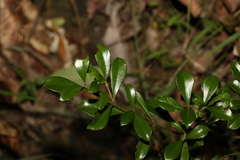Psychotria daphnoides