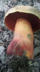 Rubroboletus