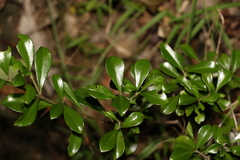 Psychotria daphnoides