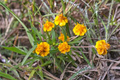 Melampodium linearilobum