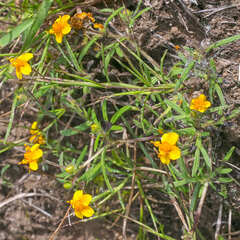 Melampodium linearilobum