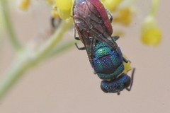 Chrysis splendidula