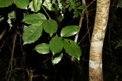 Tetrastigma nitens