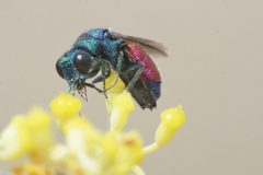 Chrysis splendidula
