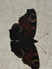Aglais io