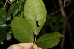 Tetrastigma nitens