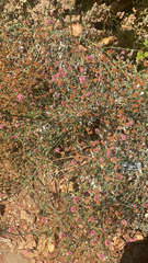 Eriogonum grande
