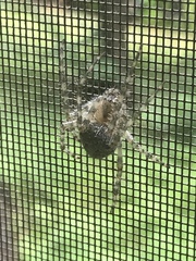 Araneus cavaticus