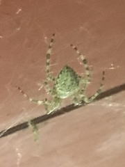 Araneus cavaticus