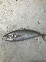 Trachurus trachurus